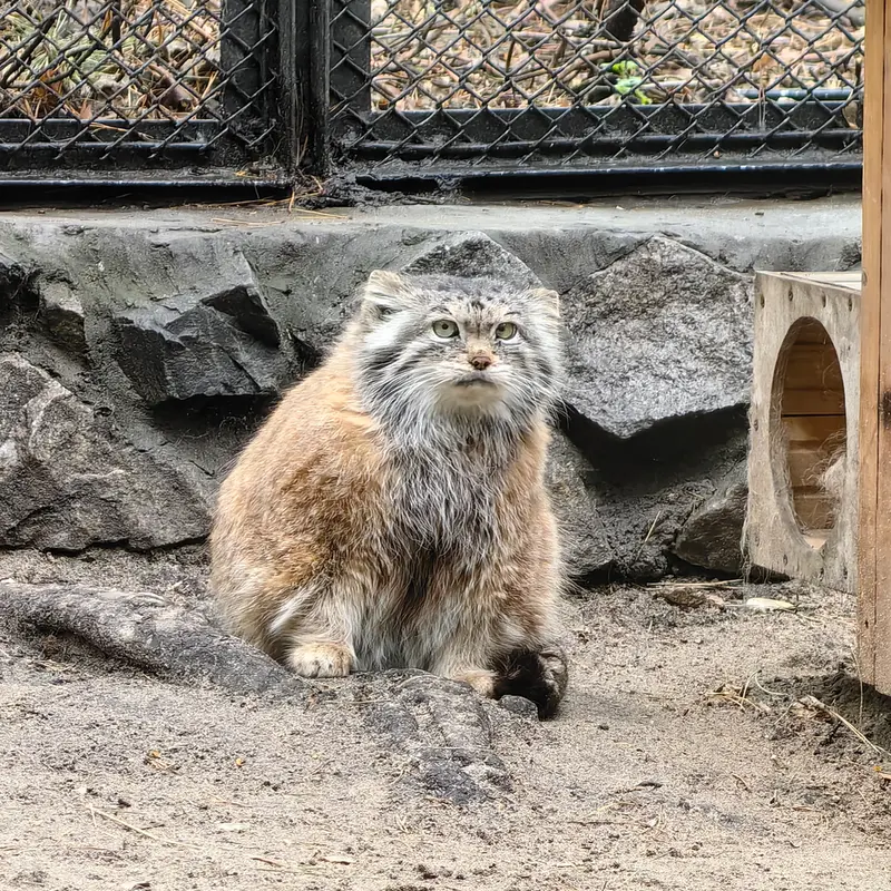A photograph of Lastochka in Novosibirsk Zoo