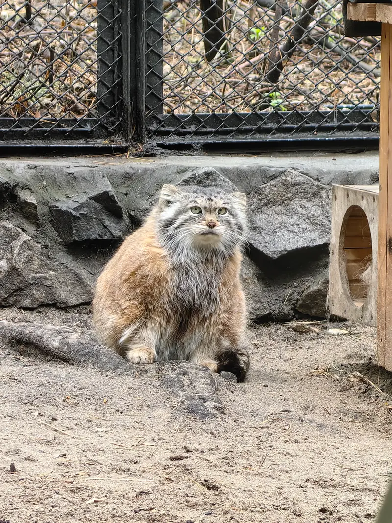 A photograph of Lastochka in Novosibirsk Zoo