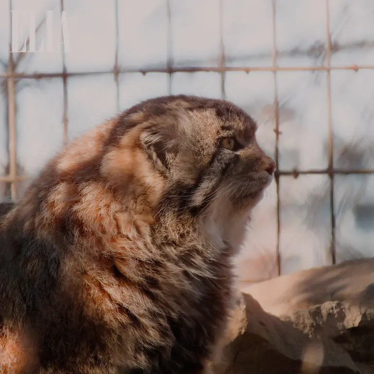 A photograph of Olaf in Calgary Zoo / Wilder Institute