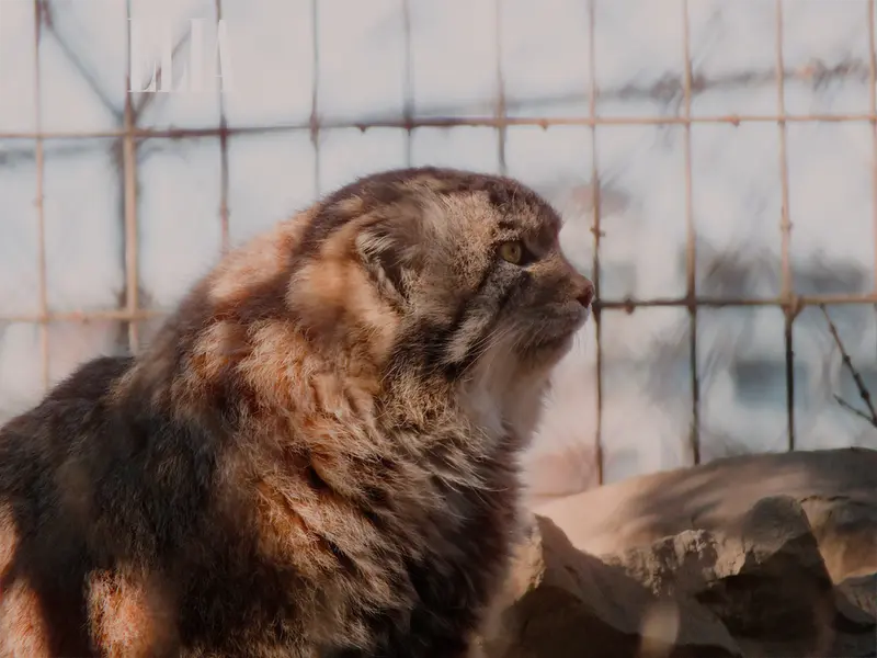 A photograph of Olaf in Calgary Zoo / Wilder Institute