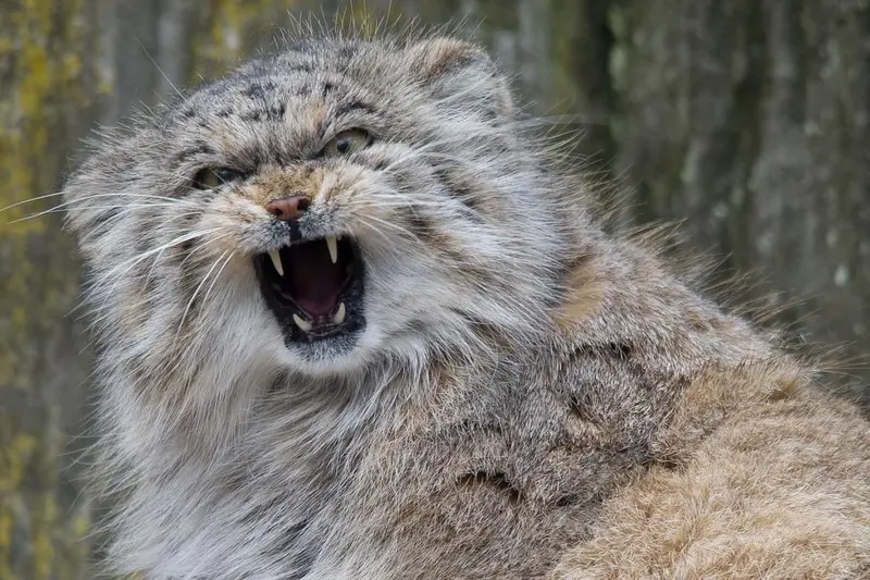 A photograph of a Pallas's cat