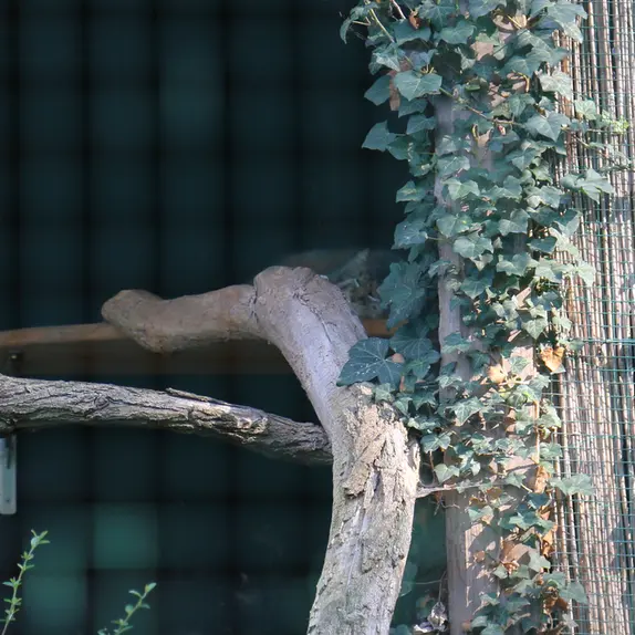 A photograph of Dersu in Dessau Zoo