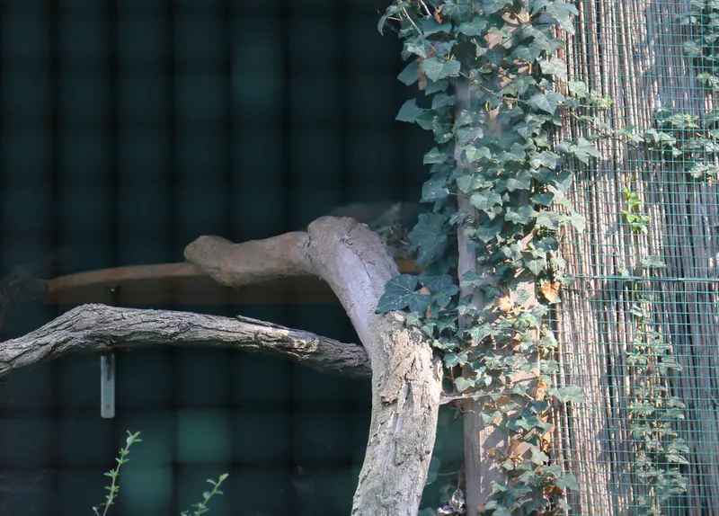 A photograph of Dersu in Dessau Zoo