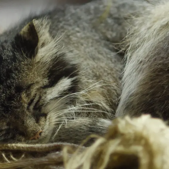 A photograph of a Pallas's cat in Ueno Zoological Gardens