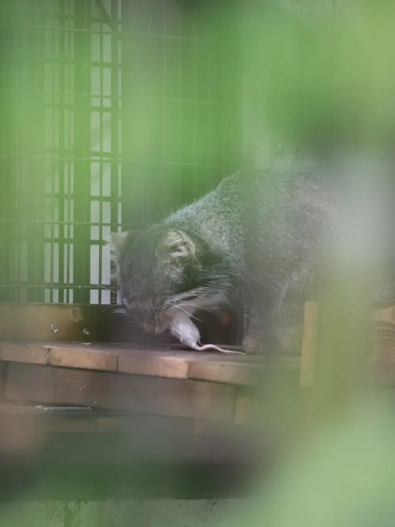 A photograph of Figa in Nogeyama Zoo