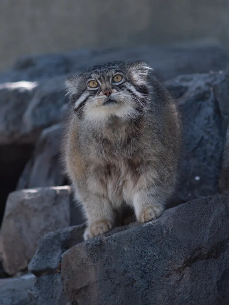 A photograph of Grusha in Asahiyama Zoo