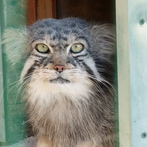 A photograph of Chip in Barnaul zoo “Lesnaya skazka”