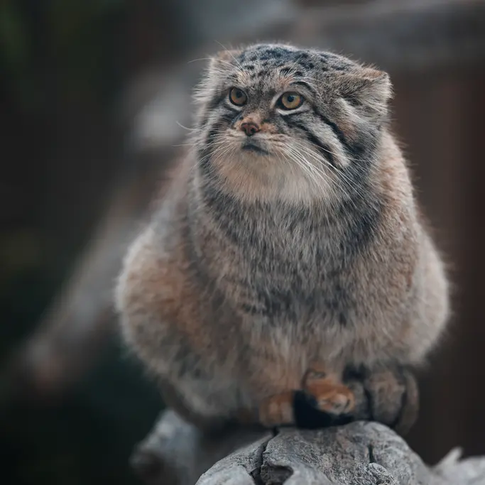 A photograph of Lev in Nasu Animal Kingdom