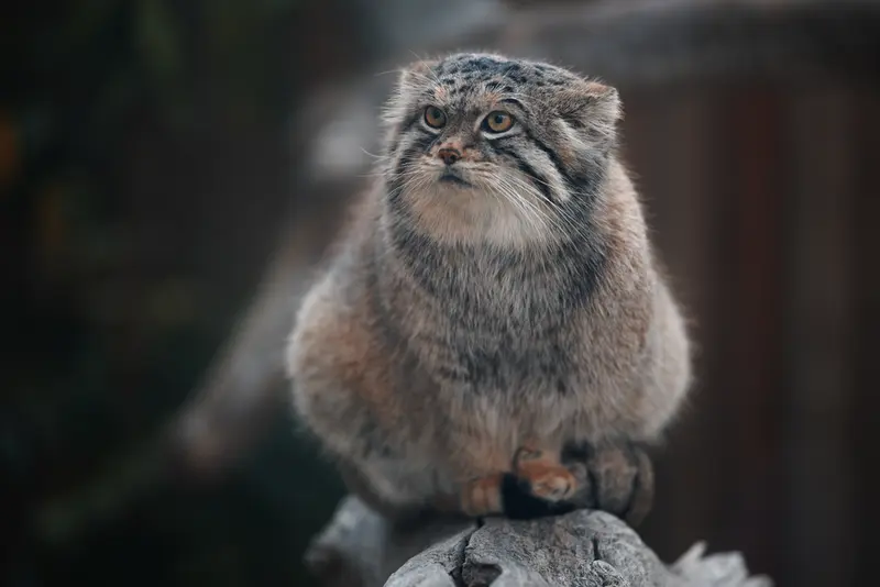 A photograph of Lev in Nasu Animal Kingdom