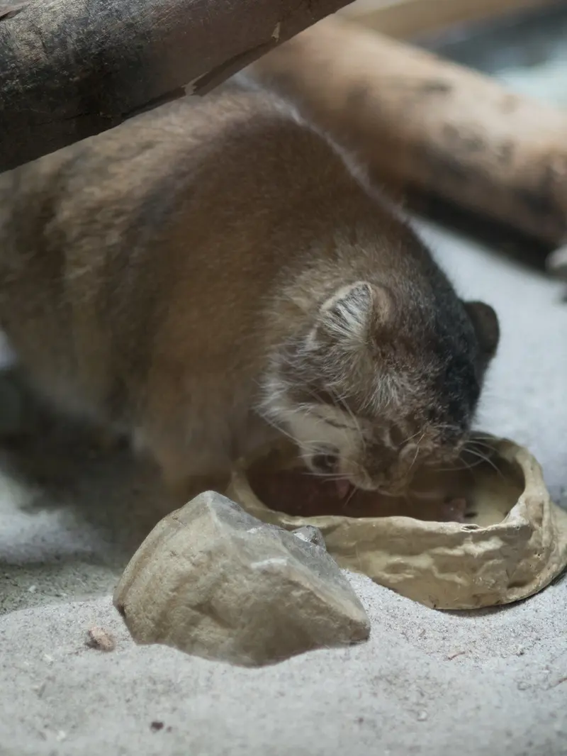 A photograph of Primula in Ueno Zoological Gardens