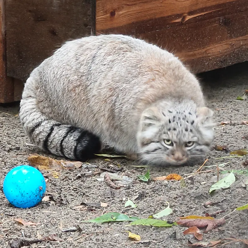 A photograph of Daughter of Lolo b.2026 Ⅰ in Novosibirsk Zoo