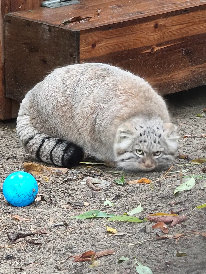 A photograph of Daughter of Lolo b.2026 Ⅰ in Novosibirsk Zoo