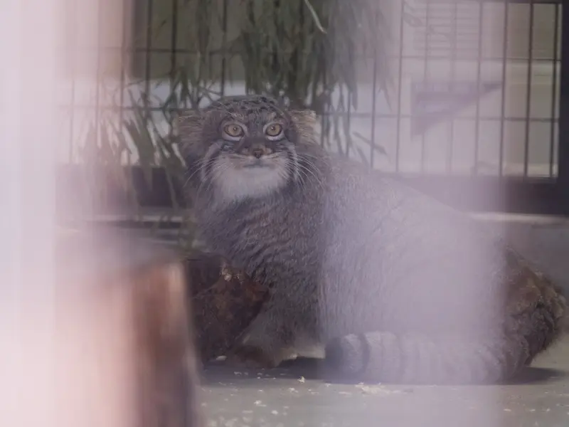 A photograph of a Pallas's cat