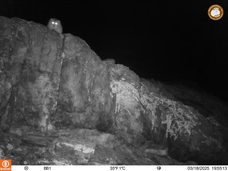 A photograph of Otocolobus manul manul from Aktas-Kunkora camera trap