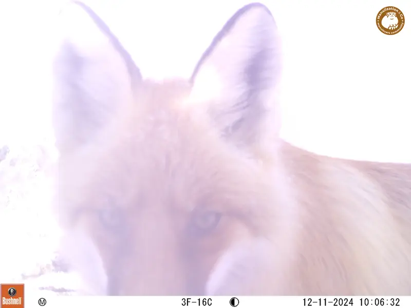 A photograph of Red fox from Besshoky 1 camera trap