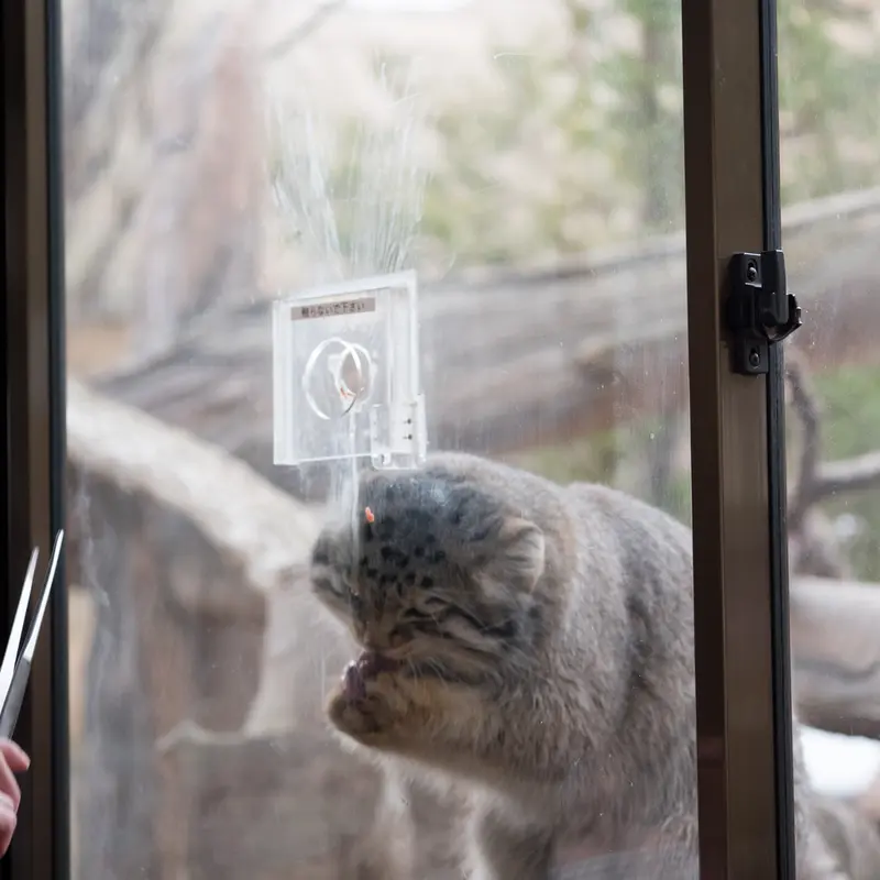 A photograph of Nagomu in Nasu Animal Kingdom