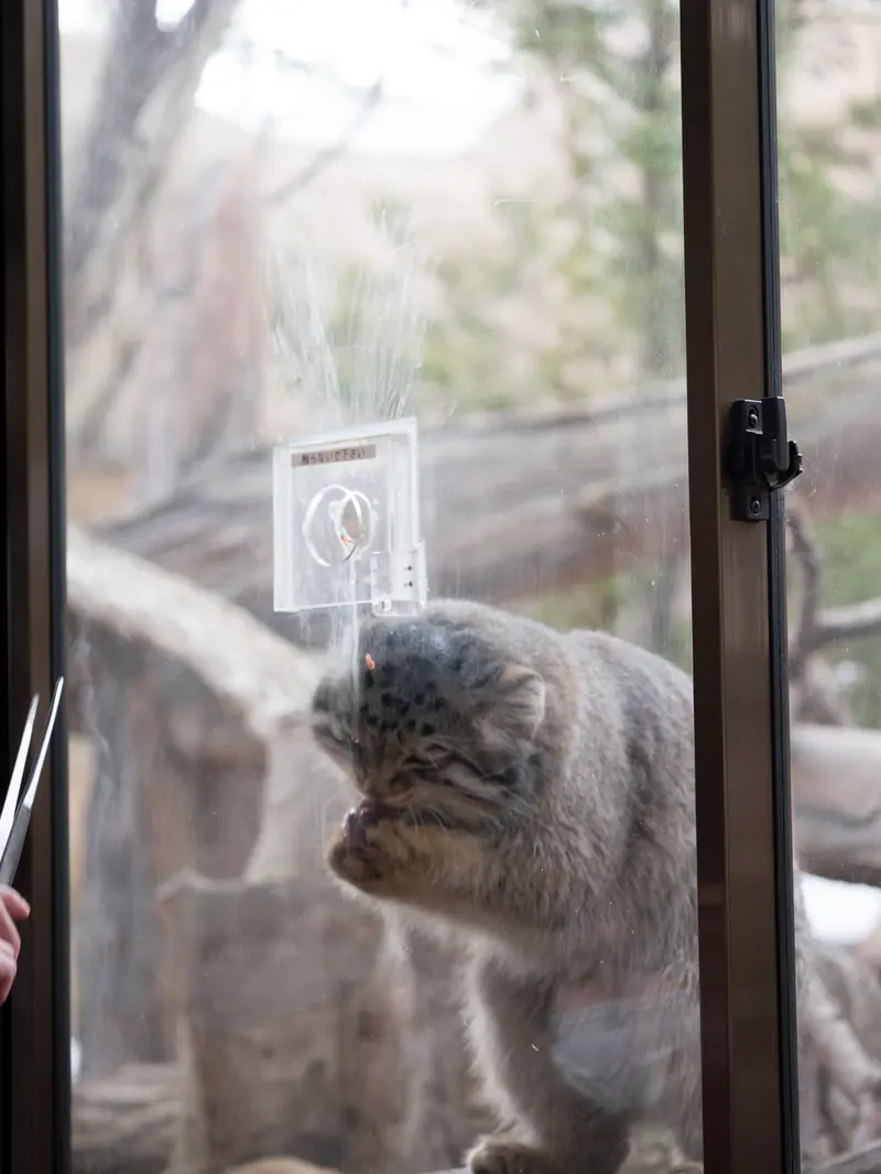 A photograph of Nagomu in Nasu Animal Kingdom