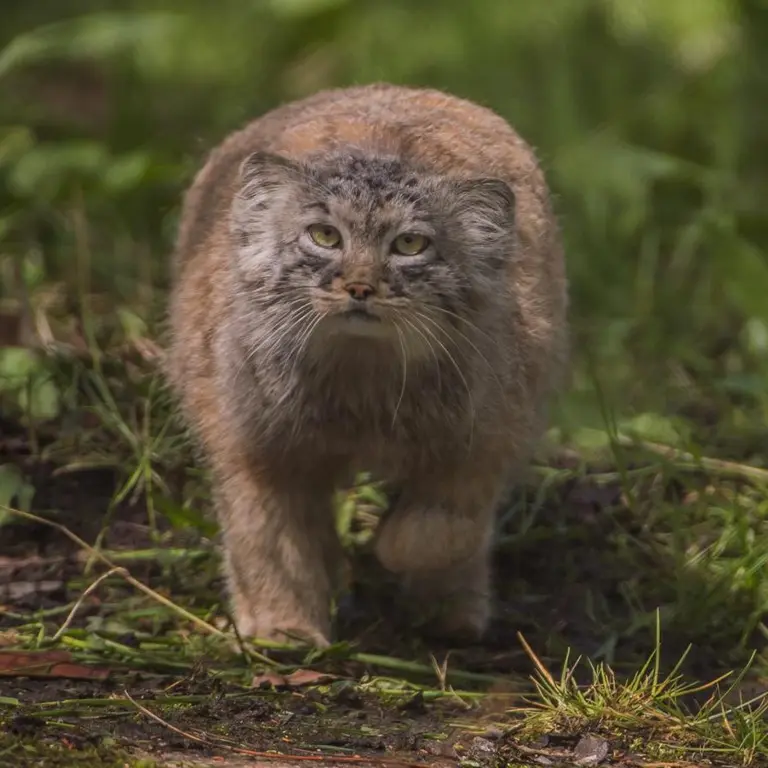 A photograph of a Pallas's cat in Chester Zoo