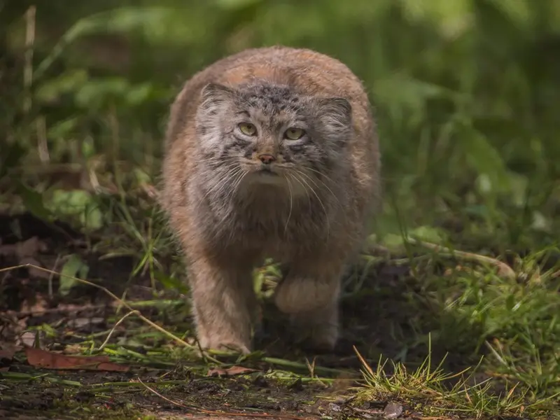 A photograph of a Pallas's cat in Chester Zoo