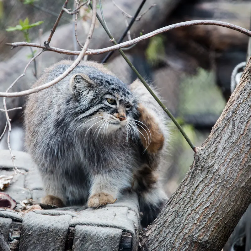 A photograph of Zosya in Novosibirsk Zoo