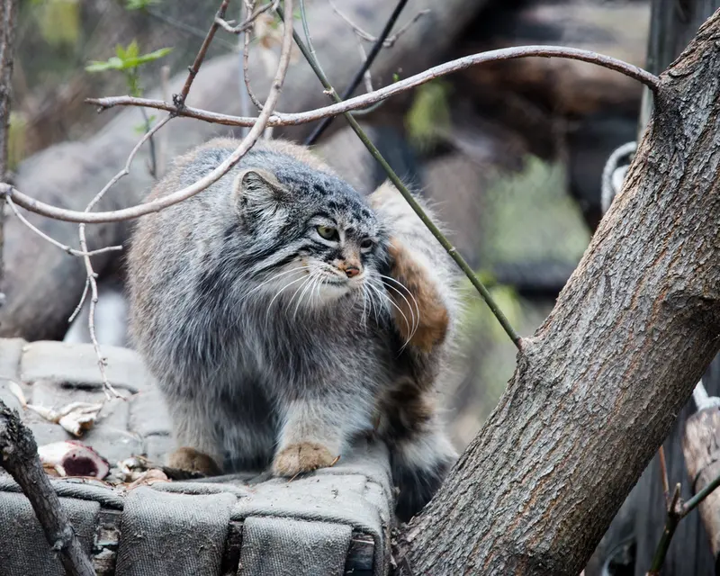 A photograph of Zosya in Novosibirsk Zoo