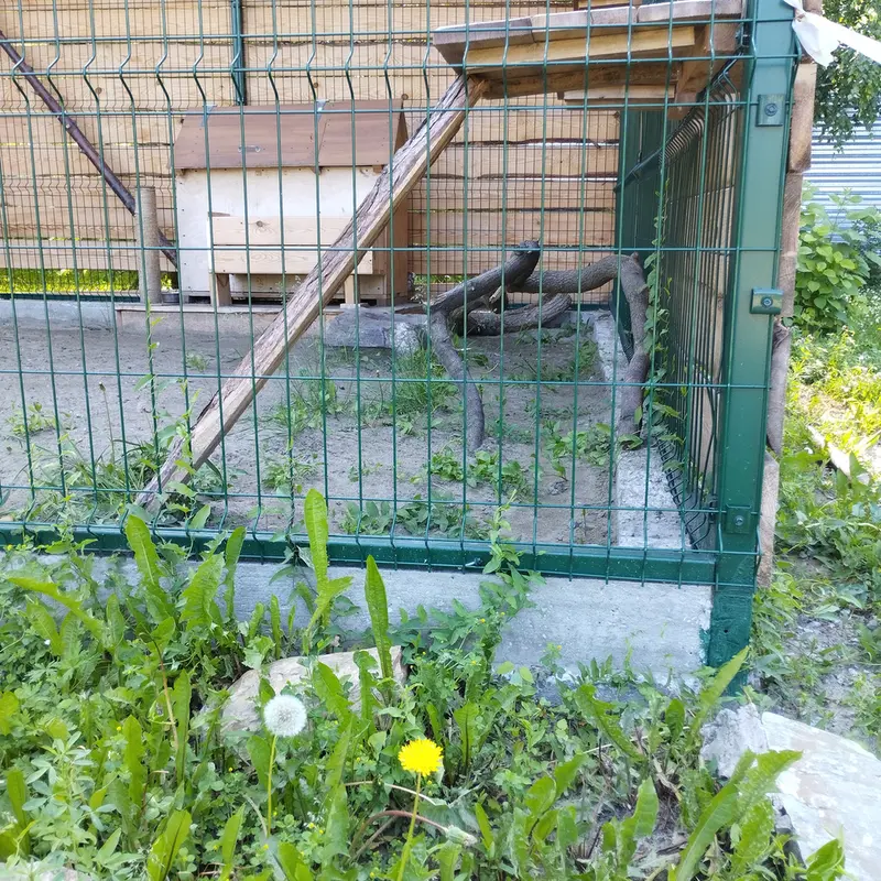 A photograph of Chip in Barnaul zoo “Lesnaya skazka”