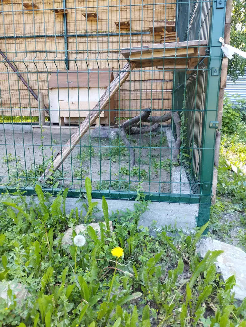 A photograph of Chip in Barnaul zoo “Lesnaya skazka”