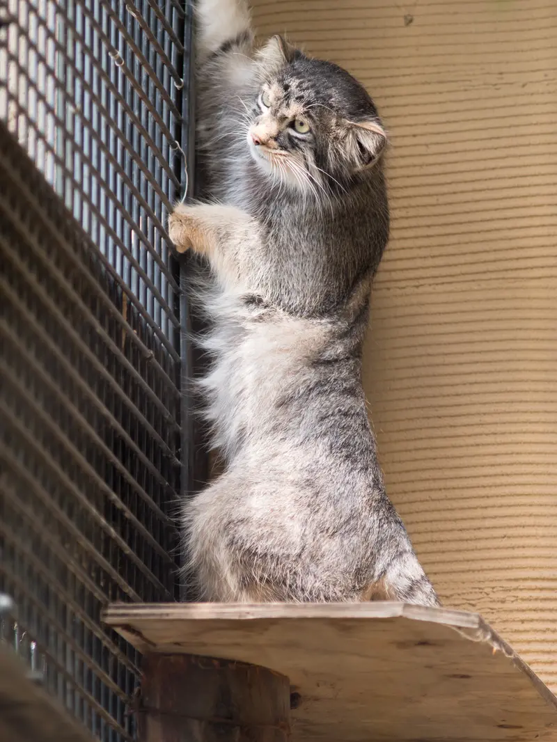 A photograph of Hide in Asahiyama Zoo