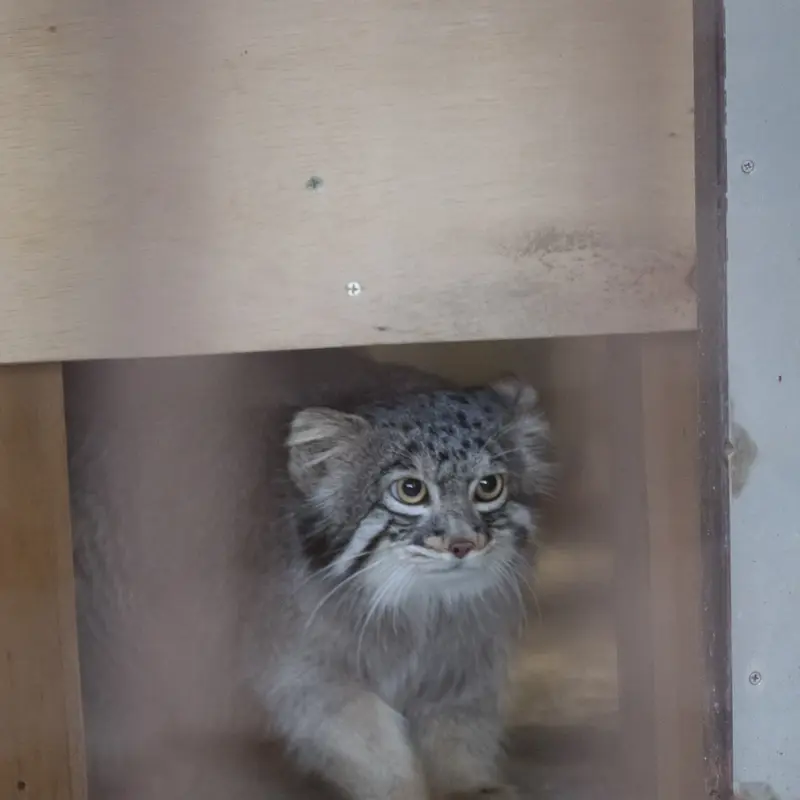 A photograph of Figa in Nogeyama Zoo