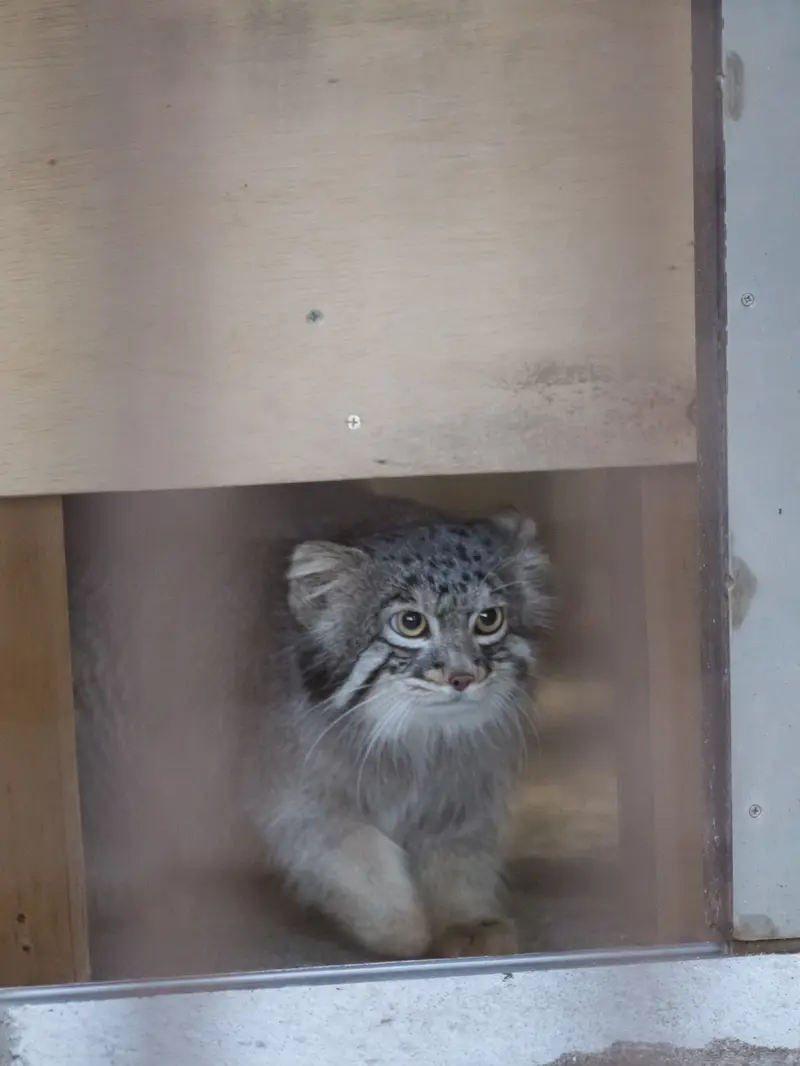 A photograph of Figa in Nogeyama Zoo