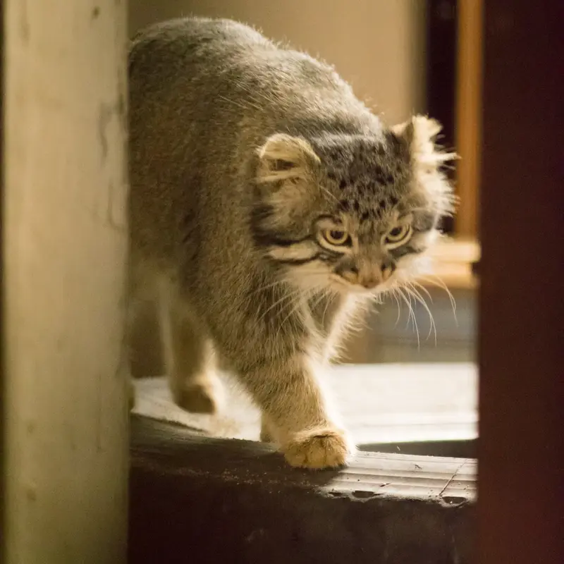 A photograph of Figa in Nogeyama Zoo