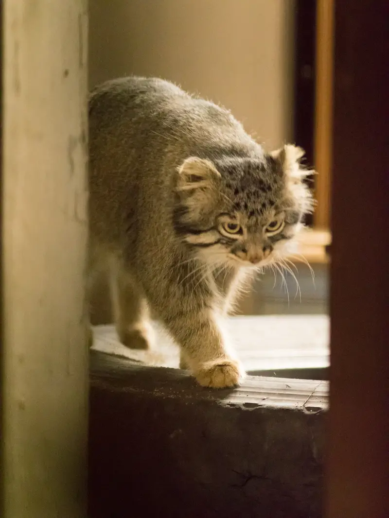 A photograph of Figa in Nogeyama Zoo