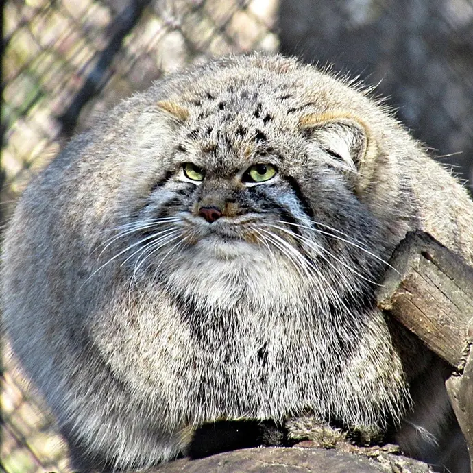 A photograph of a Pallas's cat in Novosibirsk Zoo