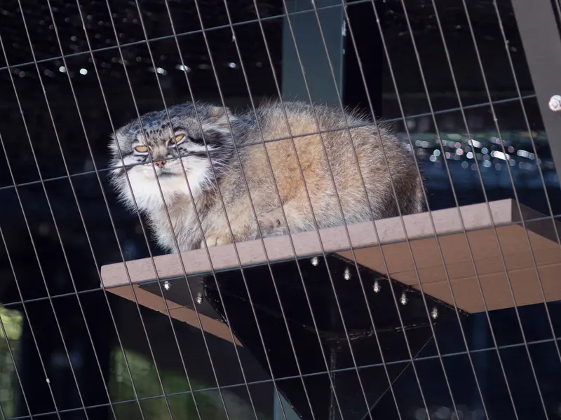 A photograph of Grusha in Asahiyama Zoo