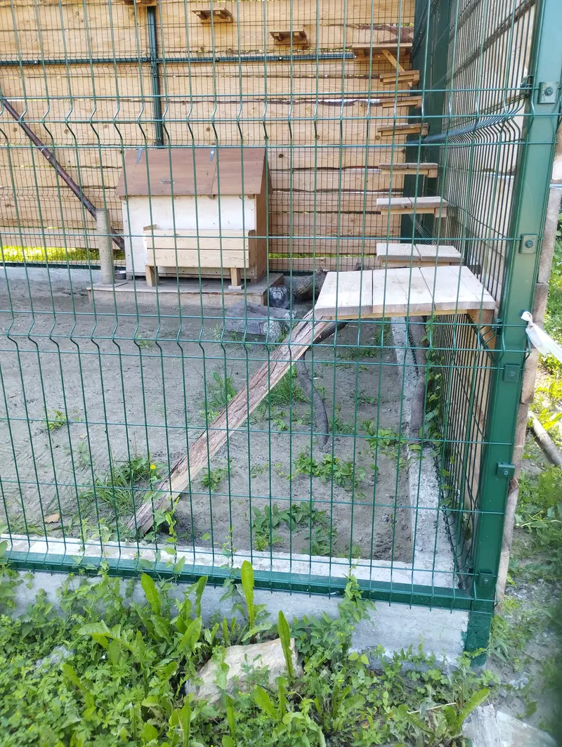 A photograph of Chip in Barnaul zoo “Lesnaya skazka”