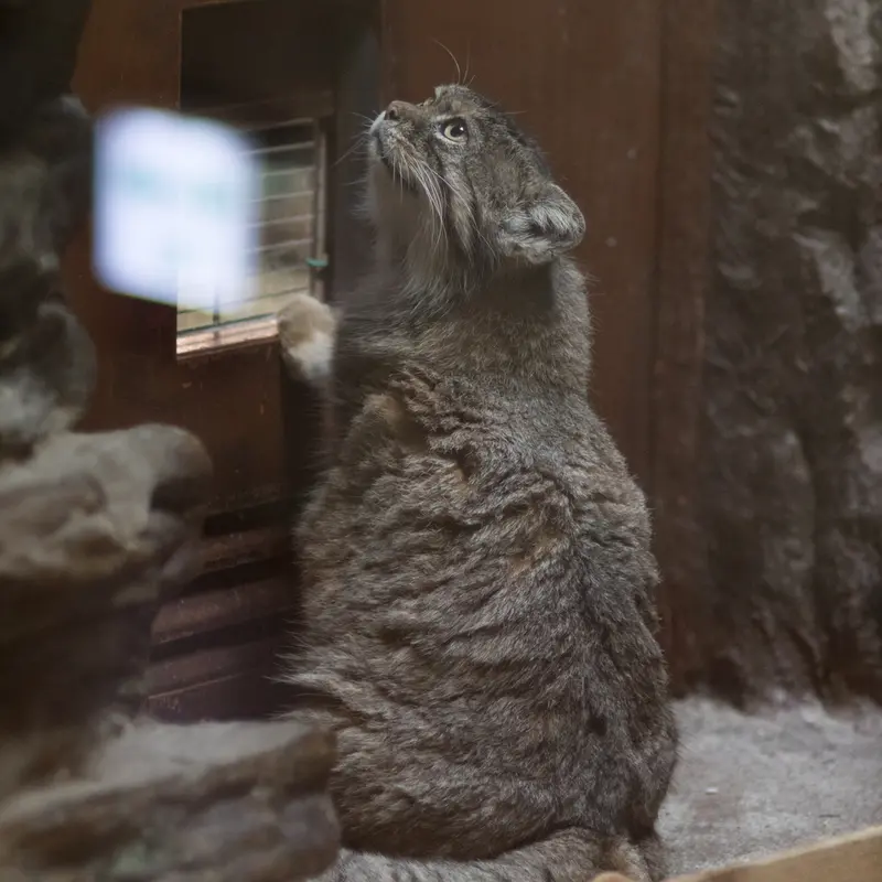 A photograph of Primula in Ueno Zoological Gardens