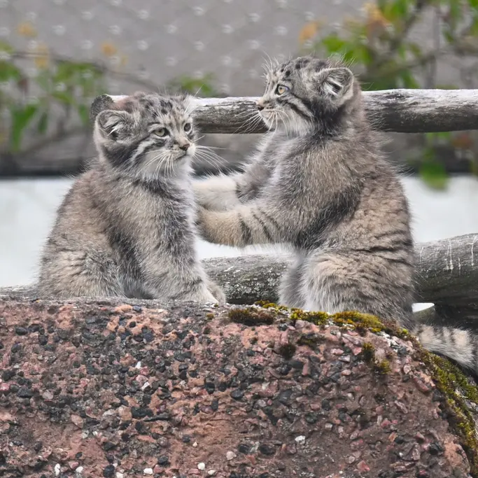 A photograph of Sten and Saga in Korkeasaari Zoo