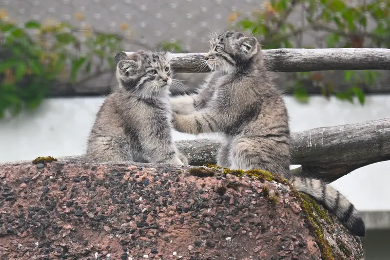 A photograph of Sten and Saga in Korkeasaari Zoo