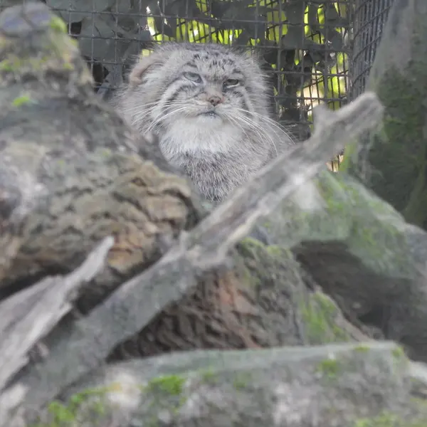 A photograph of Cota in Rotterdam Zoo