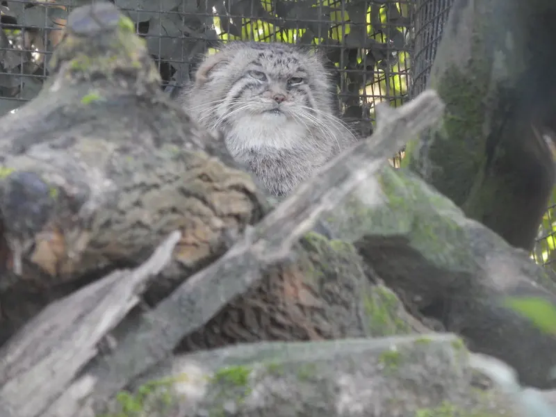 A photograph of Cota in Rotterdam Zoo