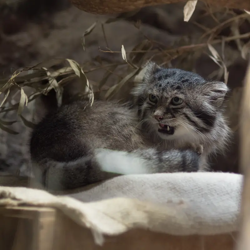 A photograph of Klyon in Ueno Zoological Gardens