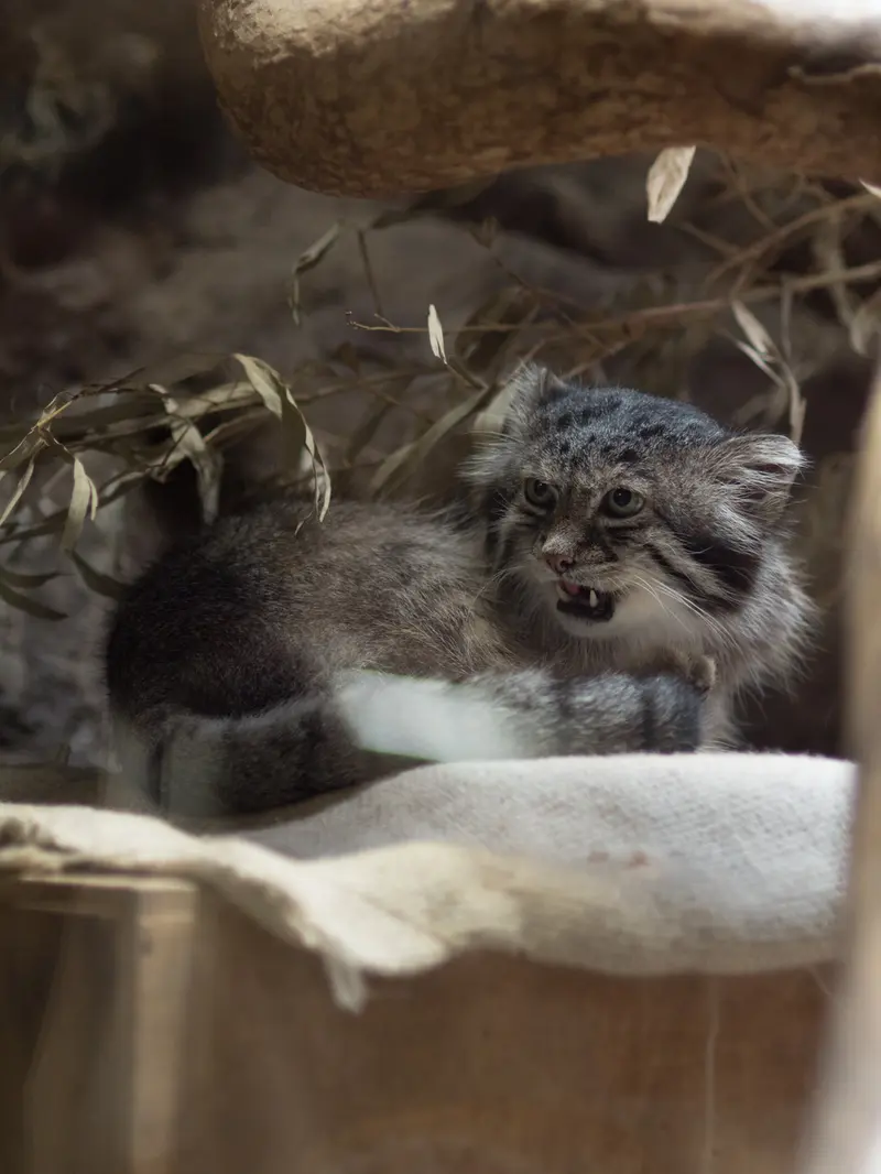 A photograph of Klyon in Ueno Zoological Gardens
