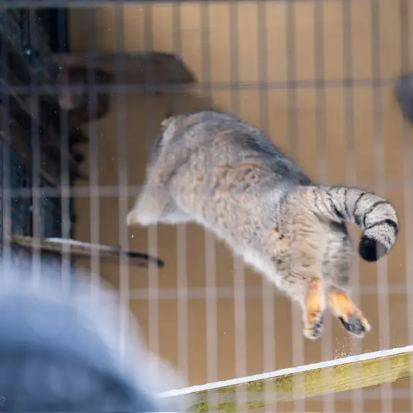 A photograph of Grusha in Asahiyama Zoo