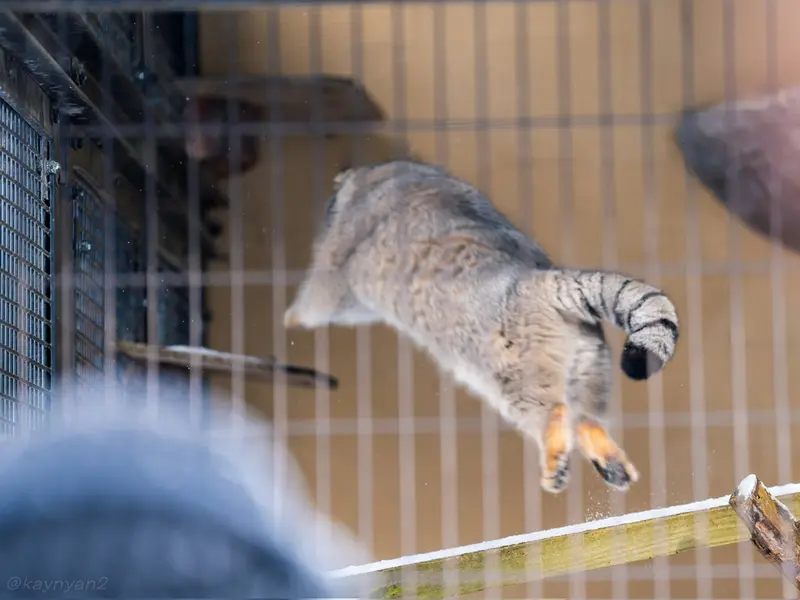 A photograph of Grusha in Asahiyama Zoo