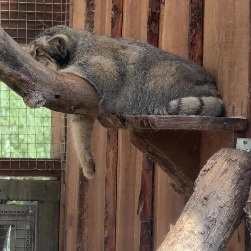 A photograph of a Pallas's cat in Tallinn Zoo