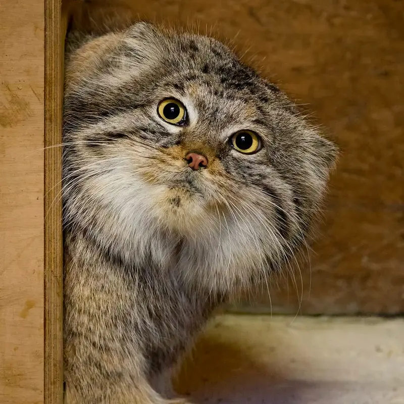 A photograph of a Pallas's cat