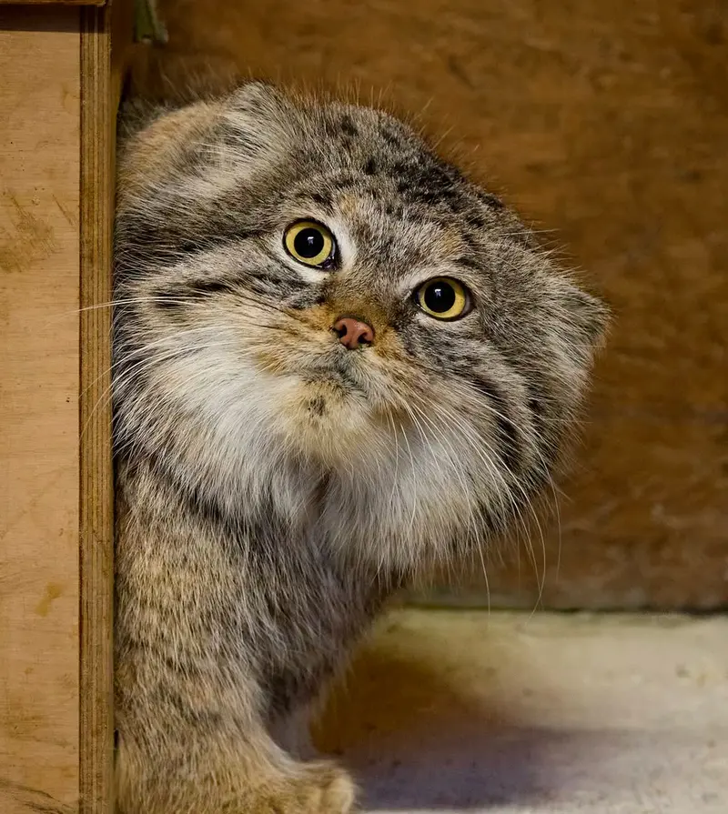 A photograph of a Pallas's cat