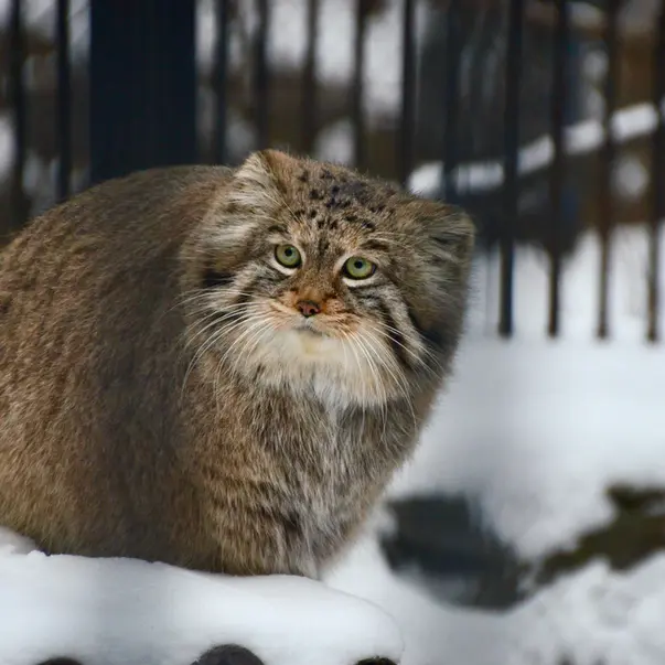 A photograph of Sheb in Novosibirsk Zoo