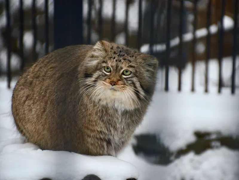 A photograph of Sheb in Novosibirsk Zoo