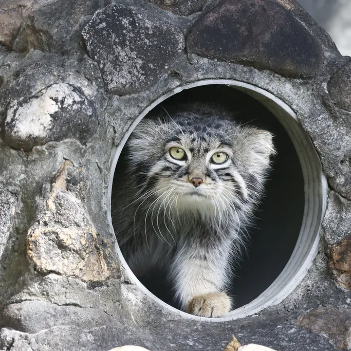 A photograph of a Pallas's cat